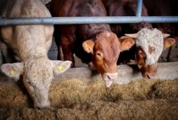 ANIMAL FEEDS & MICRONUTRITION INDUSTRIAL CHEMICALS
